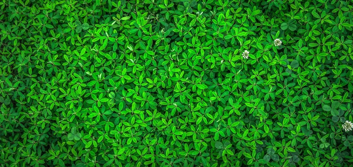 verde ambiente